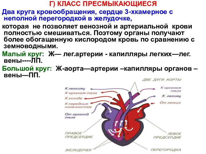 Г) КЛАСС ПРЕСМЫКАЮЩИЕСЯ Два круга кровообращения, сердце 3-хкамерное с неполной перегородкой в