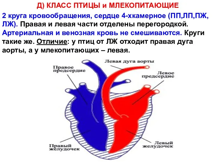 Д) КЛАСС ПТИЦЫ и МЛЕКОПИТАЮЩИЕ 2 круга кровообращения, сердце 4-хкамерное (ПП,ЛП,ПЖ,ЛЖ). Правая
