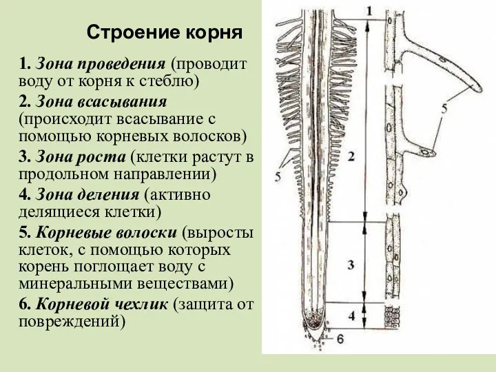 Строение корня 1. Зона проведения (проводит воду от корня к стеблю) 2.