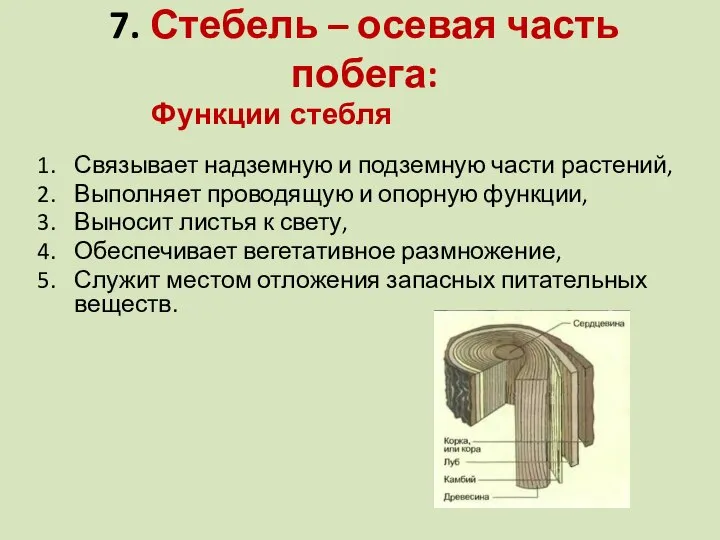 7. Стебель – осевая часть побега: Связывает надземную и подземную части растений,