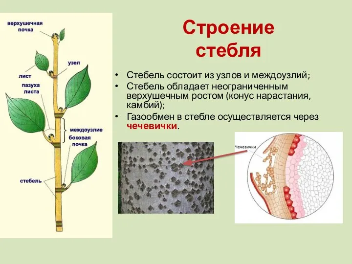 Строение стебля Стебель состоит из узлов и междоузлий; Стебель обладает неограниченным верхушечным