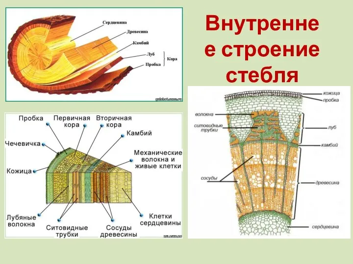 Внутреннее строение стебля