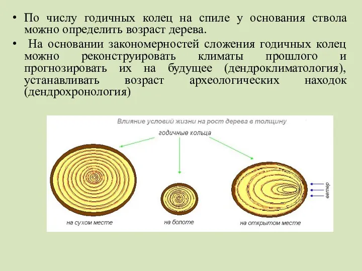 По числу годичных колец на спиле у основания ствола можно определить возраст