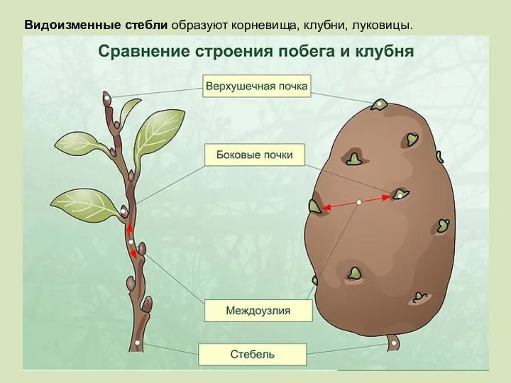 Видоизменные стебли образуют корневища, клубни, луковицы.