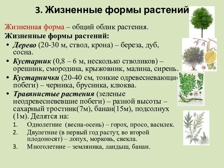 3. Жизненные формы растений Жизненная форма – общий облик растения. Жизненные формы
