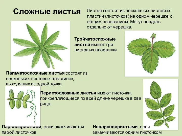 Сложные листья Листья состоят из нескольких листовых пластин (листочков) на одном черешке