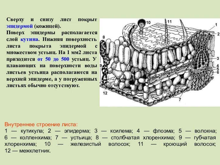 Сверху и снизу лист покрыт эпидермой (кожицей). Поверх эпидермы располагается слой кутина.