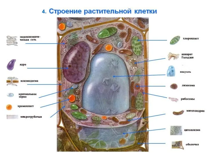 Оболочка Цитоплазма Вакуоль Ядро с ядрышком Хлоропласты Растительная клетка 4. Микроскопическое строение клетки 4.