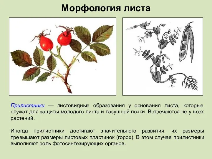 Прилистники — листовидные образования у основания листа, которые служат для защиты молодого