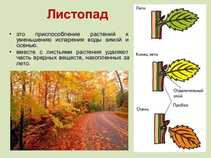 Листопад это приспособление растений к уменьшению испарения воды зимой и осенью. вместе