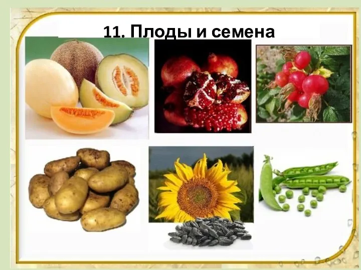 11. Плоды и семена