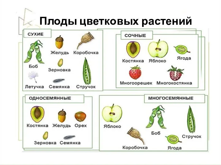 Плоды цветковых растений