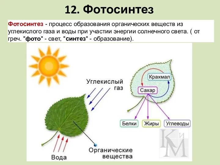 12. Фотосинтез Фотосинтез - процесс образования органических веществ из углекислого газа и
