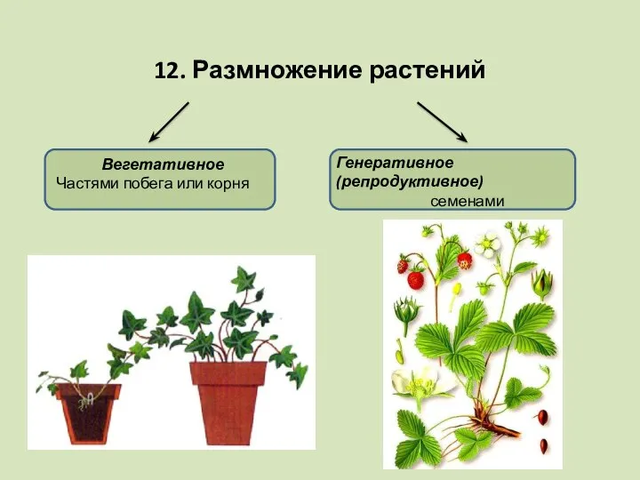 12. Размножение растений Вегетативное Частями побега или корня Генеративное (репродуктивное) семенами