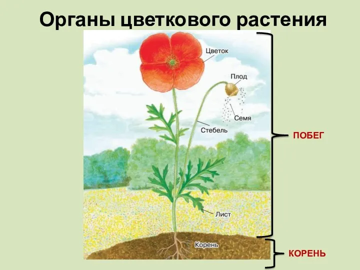 Органы цветкового растения ПОБЕГ КОРЕНЬ