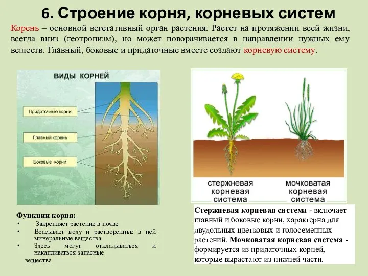 6. Строение корня, корневых систем Функции корня: Закрепляет растение в почве Всасывает