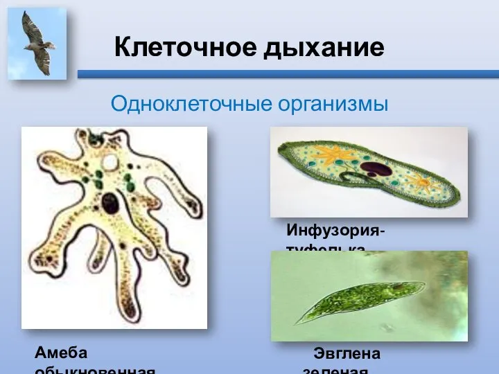 Клеточное дыхание Одноклеточные организмы Амеба обыкновенная Инфузория-туфелька Эвглена зеленая