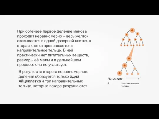 В результате второго неравномерного деления образуется только одна яйцеклетка и три направительных