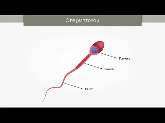 Сперматозоид Головка Шейка Хвост