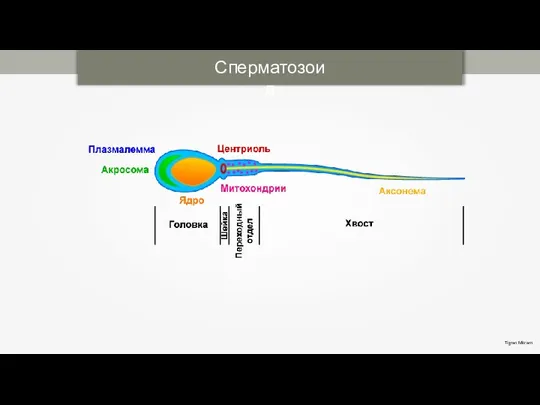 Сперматозоид Tigran Mitr am