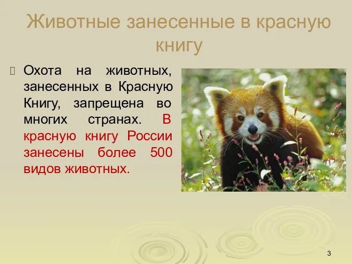 Животные занесенные в красную книгу Охота на животных, занесенных в Красную Книгу,