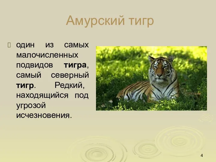 Амурский тигр один из самых малочисленных подвидов тигра, самый северный тигр. Редкий, находящийся под угрозой исчезновения.