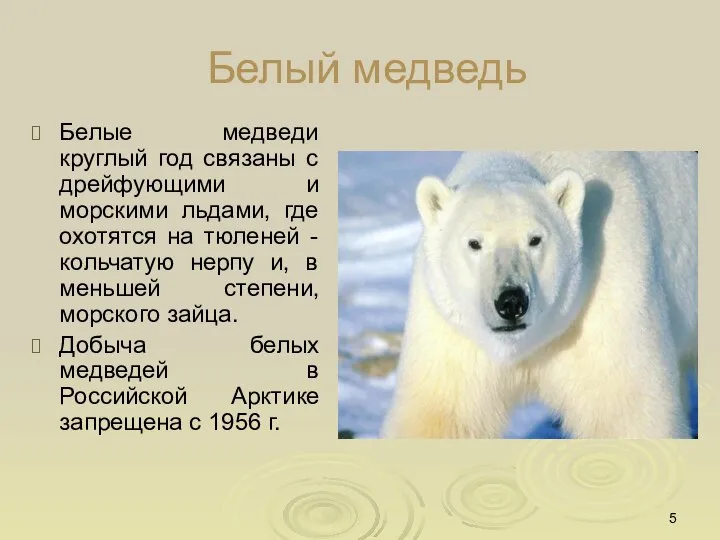 Белый медведь Белые медведи круглый год связаны с дрейфующими и морскими льдами,