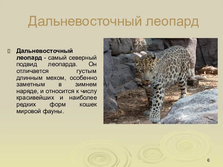 Дальневосточный леопард Дальневосточный леопард - самый северный подвид леопарда. Он отличается густым