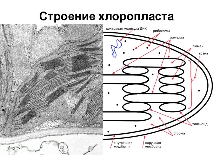 Строение хлоропласта