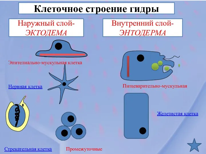 Клеточное строение гидры Наружный слой-ЭКТОДЕМА Внутренний слой- ЭНТОДЕРМА Эпителиально-мускульная клетка Стрекательная клетка