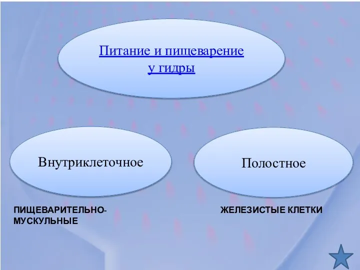 Питание и пищеварение у гидры Внутриклеточное Полостное ЖЕЛЕЗИСТЫЕ КЛЕТКИ ПИЩЕВАРИТЕЛЬНО-МУСКУЛЬНЫЕ