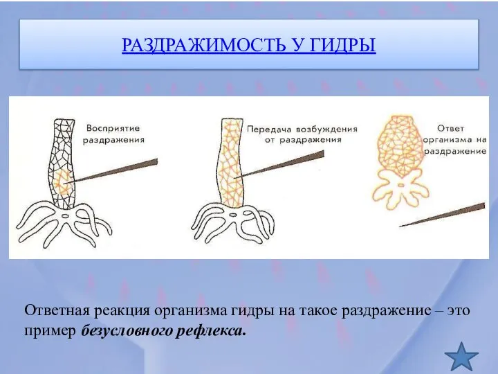 РАЗДРАЖИМОСТЬ У ГИДРЫ Ответная реакция организма гидры на такое раздражение – это пример безусловного рефлекса.