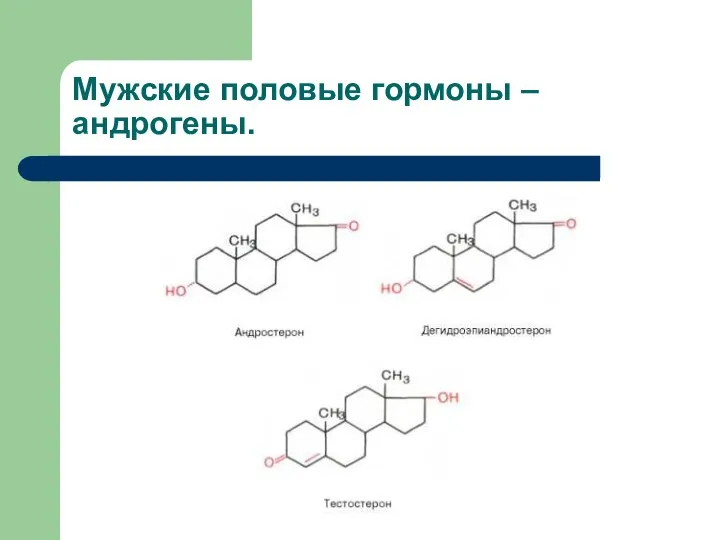 Мужские половые гормоны – андрогены.