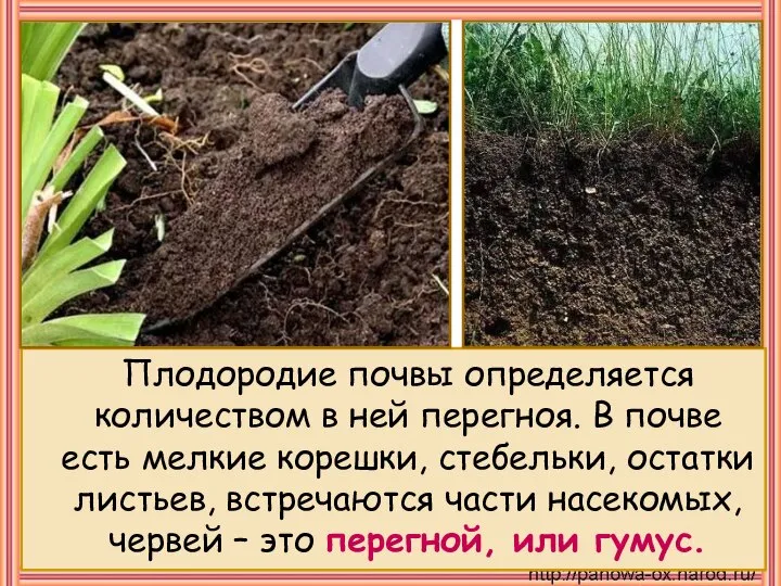 Плодородие почвы определяется количеством в ней перегноя. В почве есть мелкие корешки,