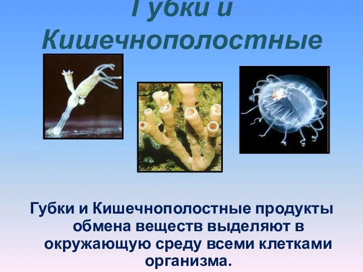 Губки и Кишечнополостные Губки и Кишечнополостные продукты обмена веществ выделяют в окружающую среду всеми клетками организма.