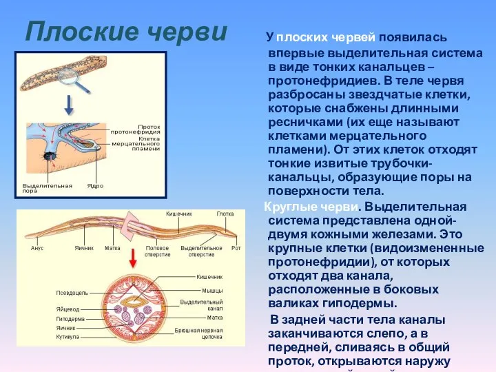 Плоские черви У плоских червей появилась впервые выделительная система в виде тонких