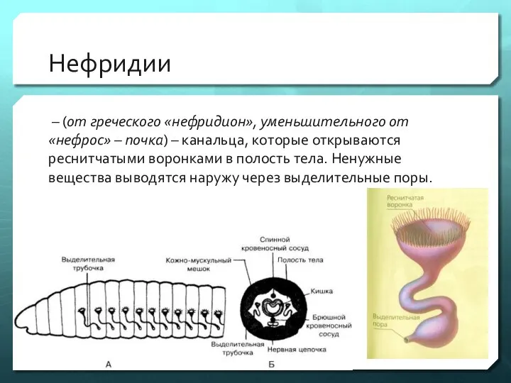 Нефридии – (от греческого «нефридион», уменьшительного от «нефрос» – почка) – канальца,