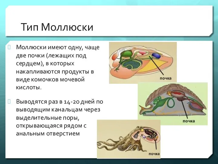 Тип Моллюски Моллюски имеют одну, чаще две почки (лежащих под сердцем), в