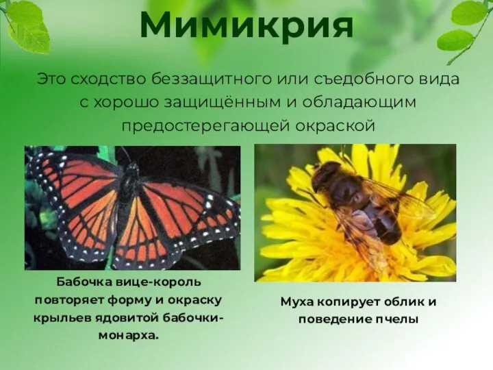 Мимикрия Бабочка вице-король повторяет форму и окраску крыльев ядовитой бабочки-монарха. Муха копирует