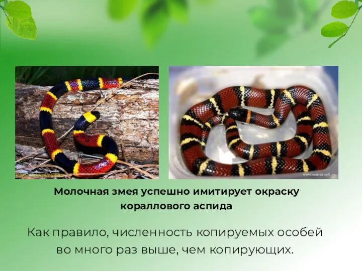 Молочная змея успешно имитирует окраску кораллового аспида Как правило, численность копируемых особей