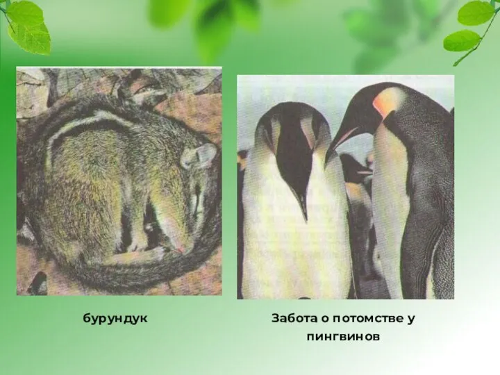 бурундук Забота о потомстве у пингвинов
