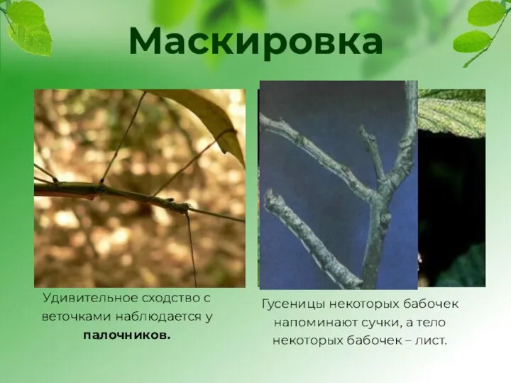 Маскировка Удивительное сходство с веточками наблюдается у палочников. Гусеницы некоторых бабочек напоминают