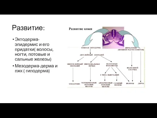 Развитие: Эктодерма-эпидермис и его придатки( волосы, ногти, потовые и сальные железы) Мезодерма-дерма и пжк ( гиподерма)