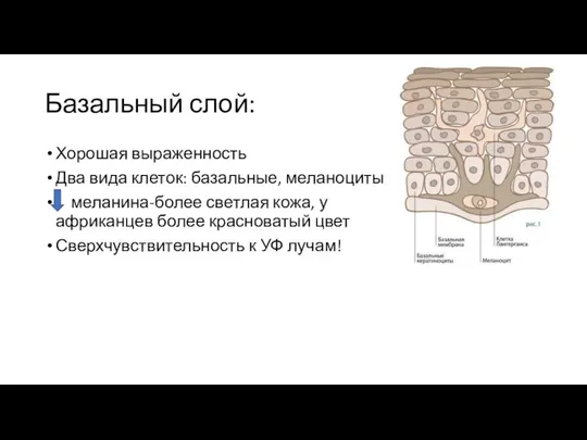 Базальный слой: Хорошая выраженность Два вида клеток: базальные, меланоциты меланина-более светлая кожа,