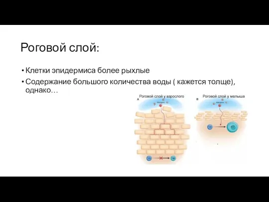 Роговой слой: Клетки эпидермиса более рыхлые Содержание большого количества воды ( кажется толще), однако…