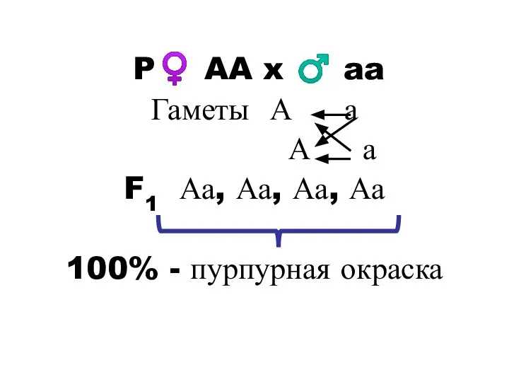 P♀ AA x ♂ aa Гаметы А а А а F1 Аа,