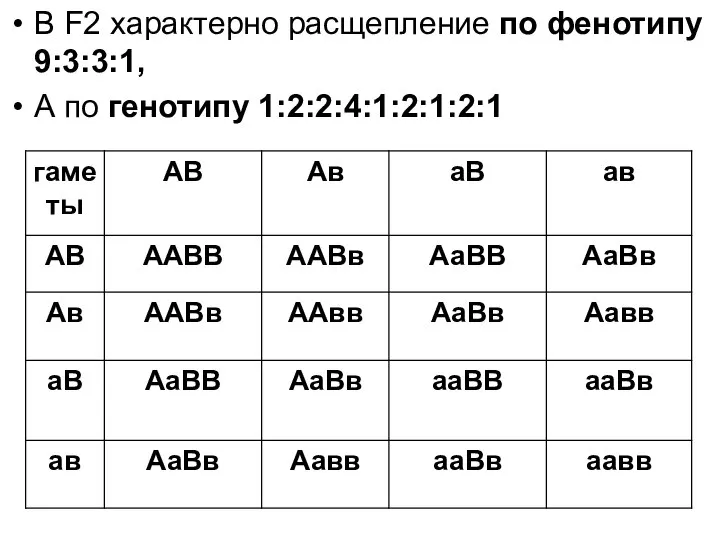 В F2 характерно расщепление по фенотипу 9:3:3:1, А по генотипу 1:2:2:4:1:2:1:2:1