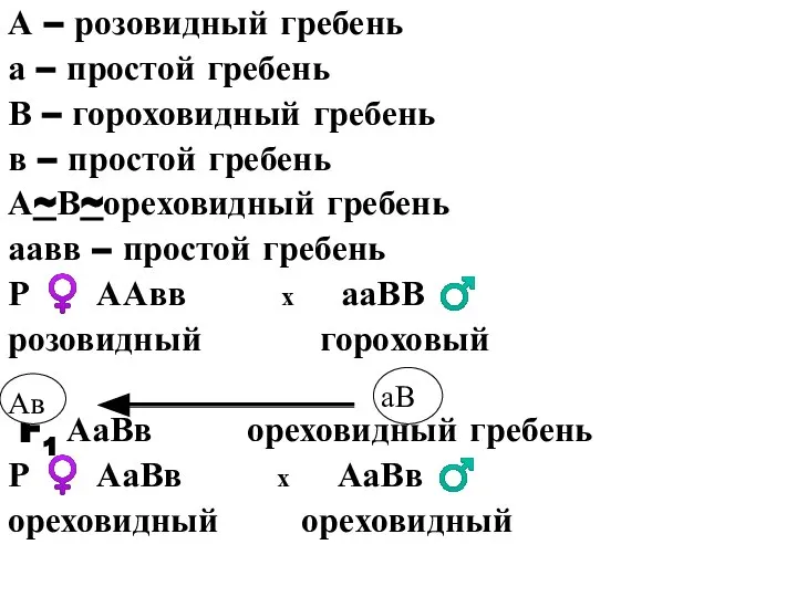 А – розовидный гребень а – простой гребень В – гороховидный гребень