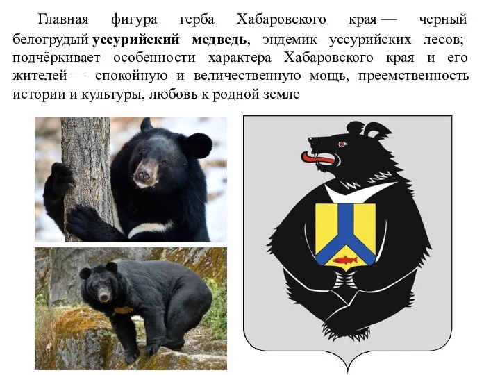 Главная фигура герба Хабаровского края — черный белогрудый уссурийский медведь, эндемик уссурийских