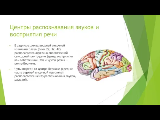 Центры распознавания звуков и восприятия речи В задних отделах верхней височной извилины